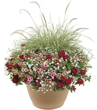 Strawberry Sauce Planter